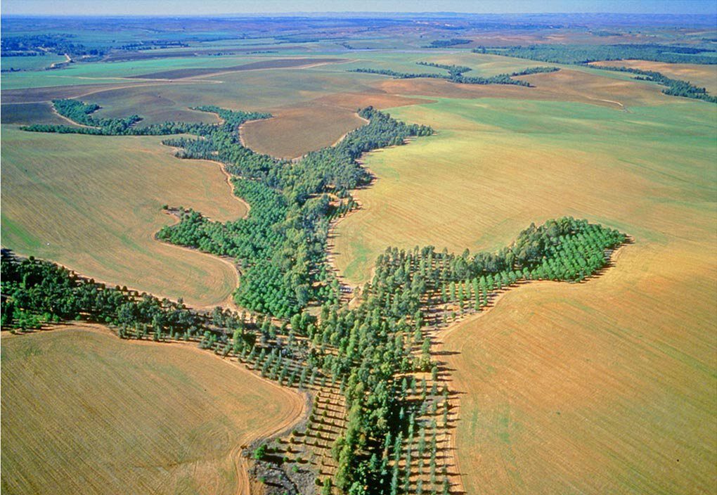 afforestation plan