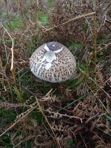 bDSC01054 1
