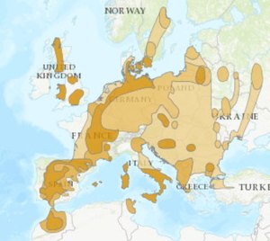 milan royal distribution