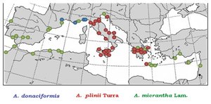 canne de pline Figure3