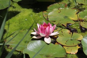 digne IMG 3723
