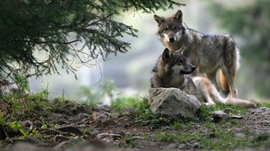 loup 000 par972639 4188174