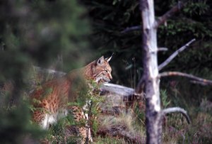 lynx alpes du sud