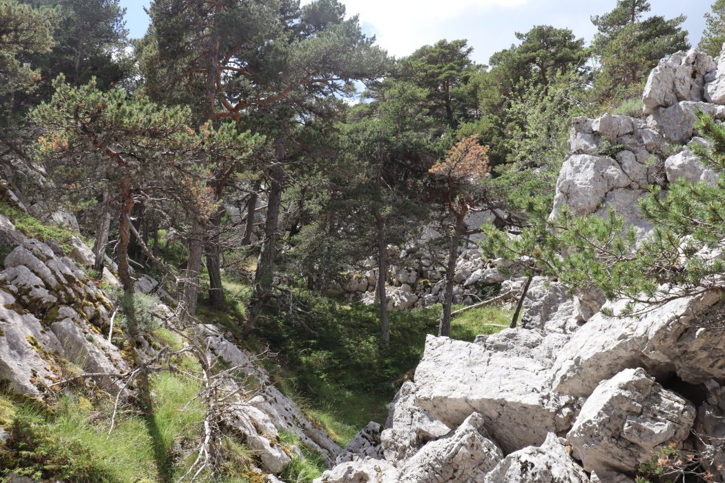 verdon IMG 3562