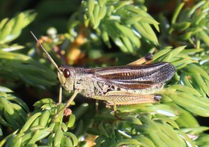 b1 IMG 3920