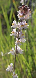 b1 IMG 3937