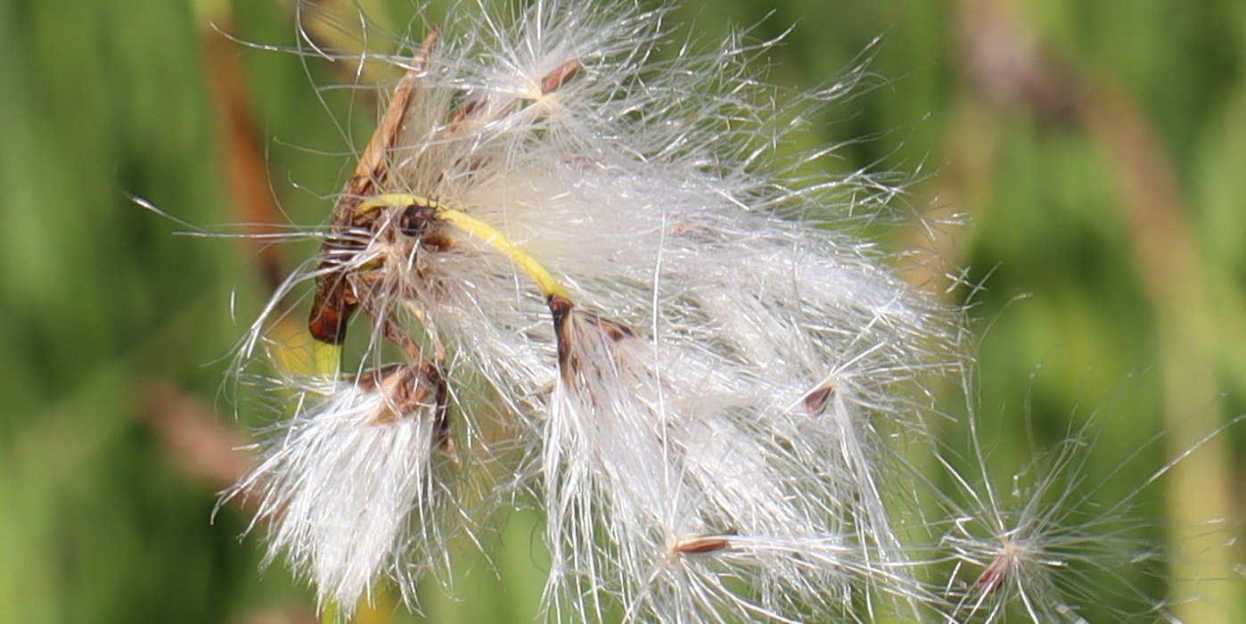 b1 IMG 3950