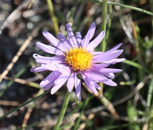 b1 IMG 3965
