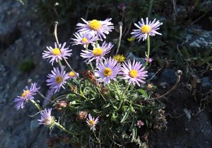 b1 IMG 3971