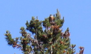 b1 IMG 3984