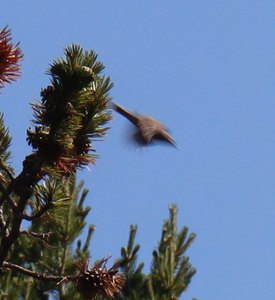 b1 IMG 3987