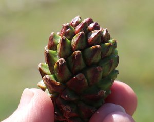 b1 IMG 3999