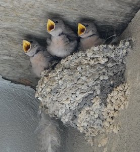 b2 Hirondelle de rocher 1