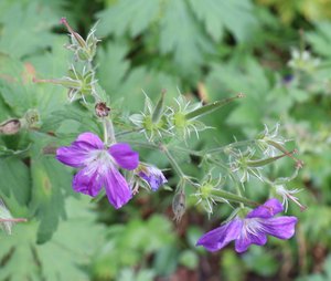 b2 IMG 4061