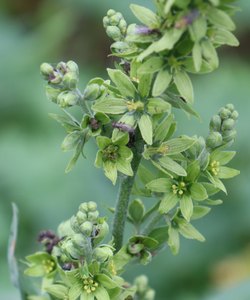 b2 IMG 4080