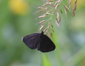 b2 IMG 4167