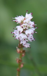 b2 IMG 4176