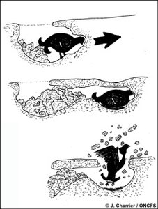 b2 dessins tetras lyre 240px