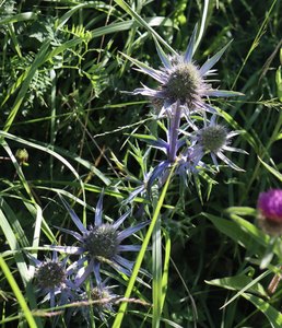 h IMG 5530