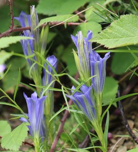 h IMG 5540
