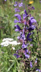 sp IMG 3772