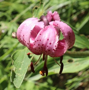 sp IMG 3775