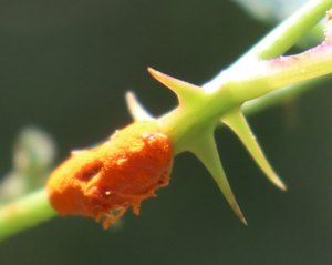 sp IMG 3802