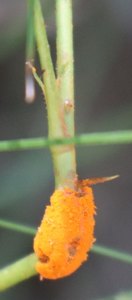 sp IMG 3803