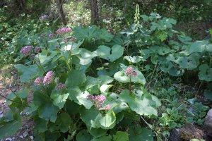 sp IMG 3852