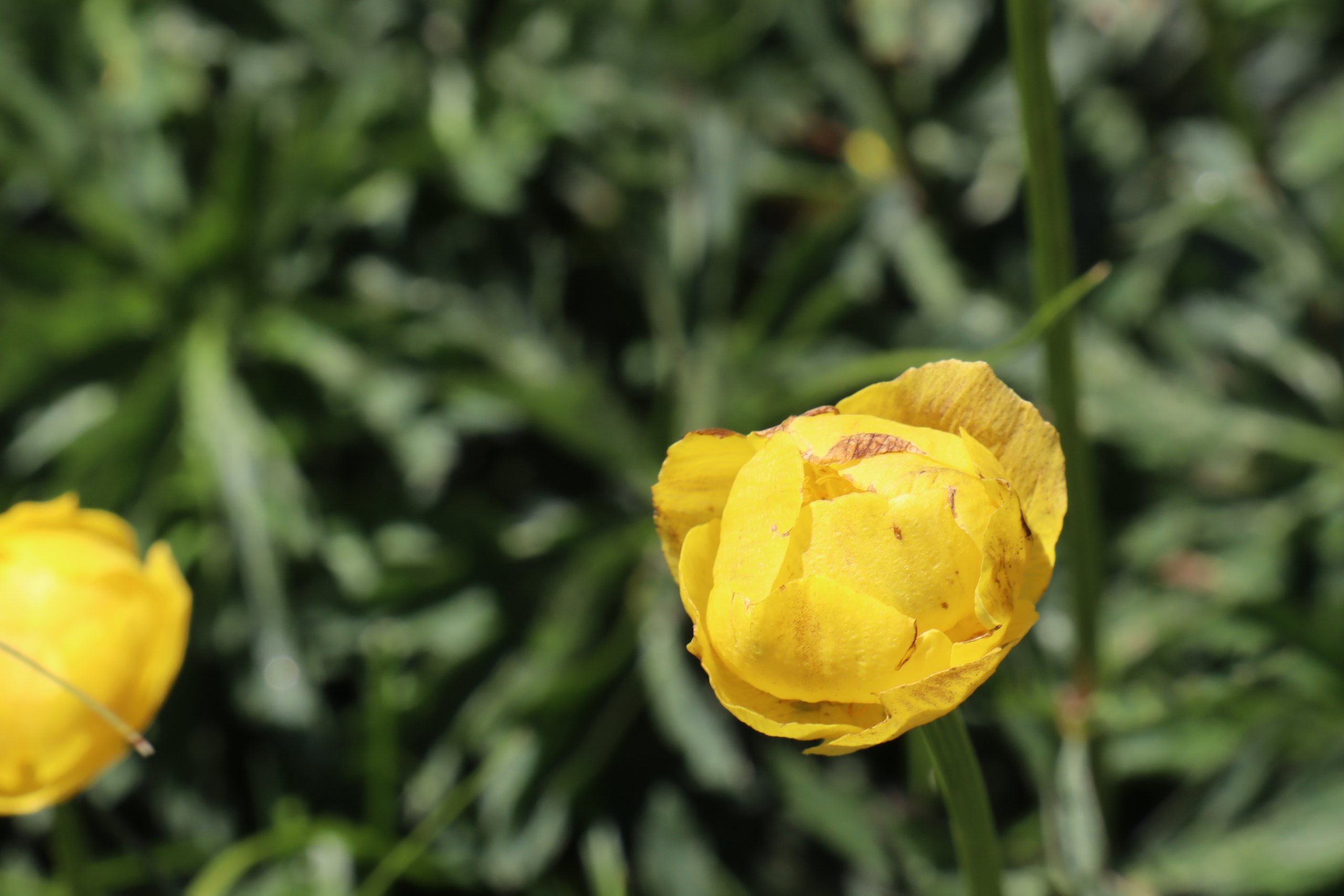 b3 IMG 4369 1