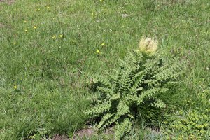 b3 IMG 4370 1