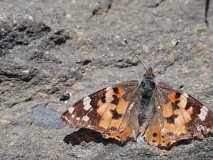 b3 IMG 4387 1