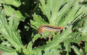 b3 IMG 4389 1