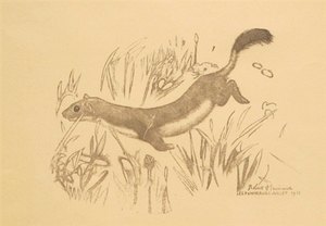 b4 robert hainard hermine