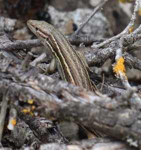 n IMG 5750
