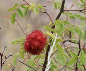 n IMG 5783