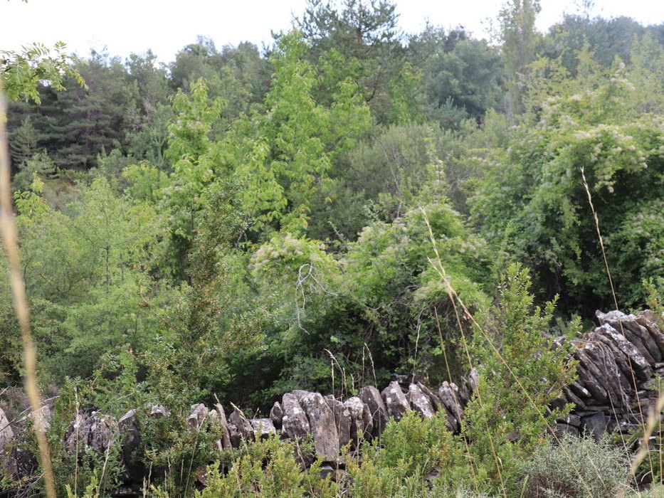 n IMG 5800