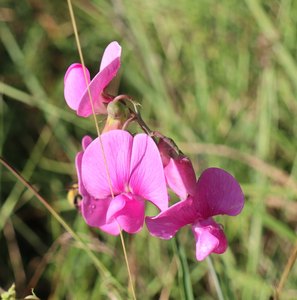 n IMG 5810