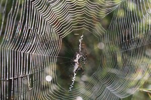 n IMG 5816