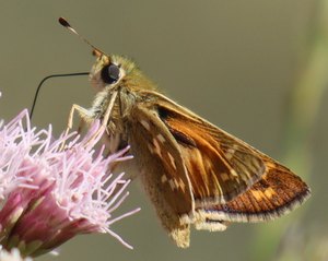 n IMG 5851