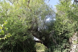 n IMG 5949