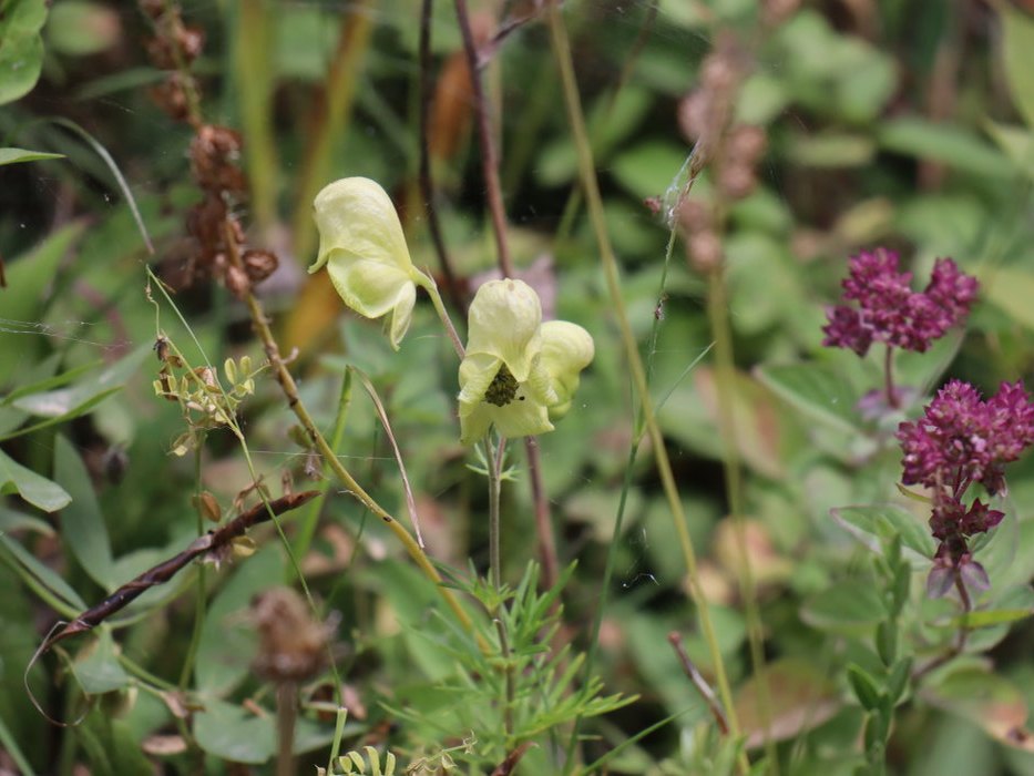 t IMG 5606