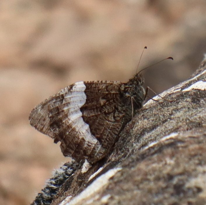 t IMG 5709