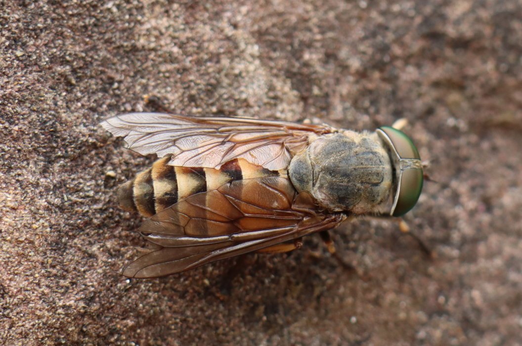 t IMG 5713