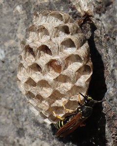 b5 IMG 4439