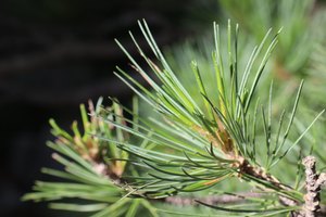 b5 IMG 4483