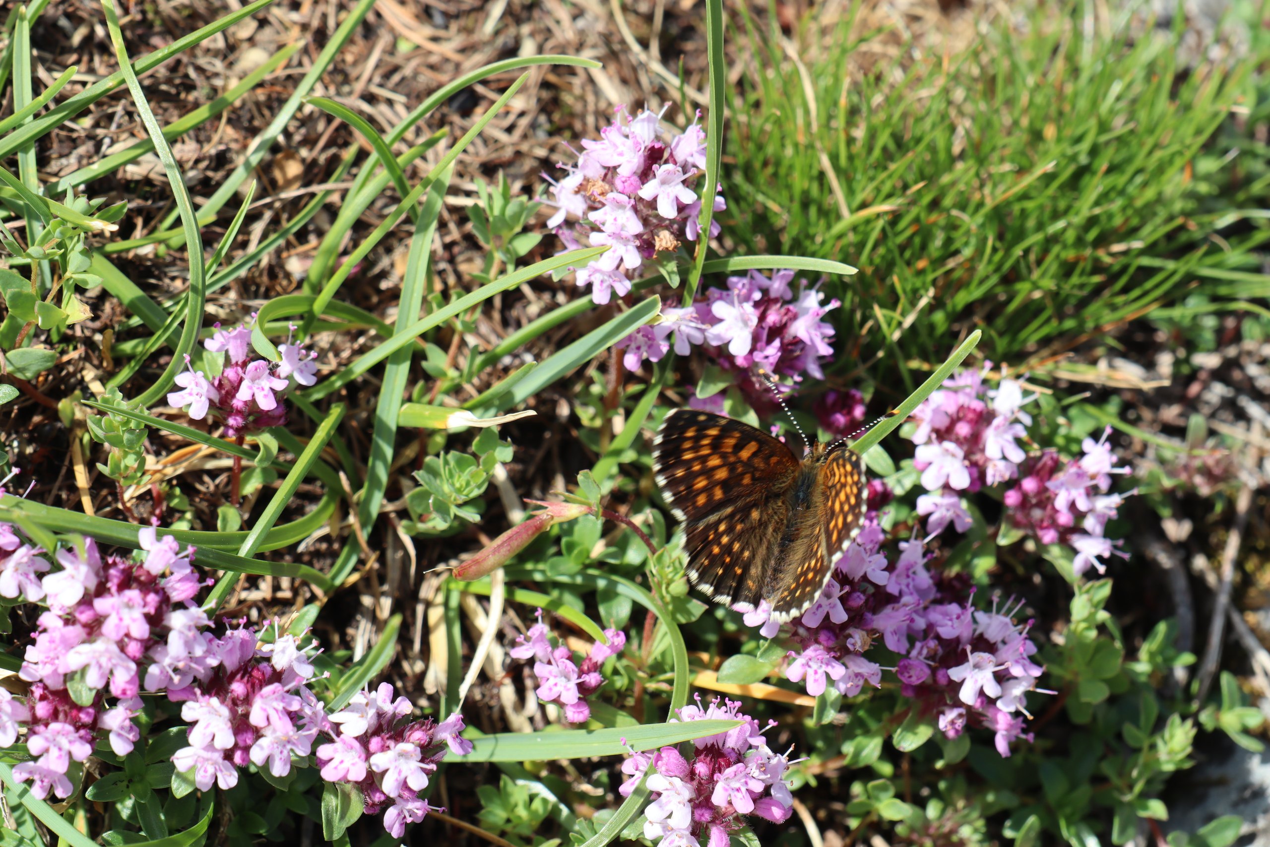 b5 IMG 4513 1
