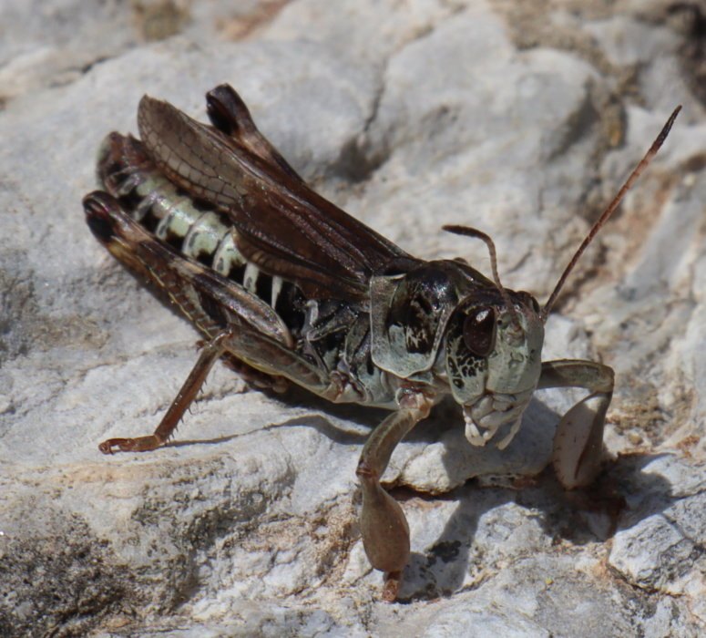 b5 IMG 4639