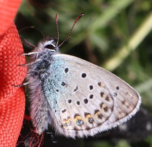 b5 IMG 4784