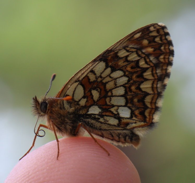 b5 IMG 4812
